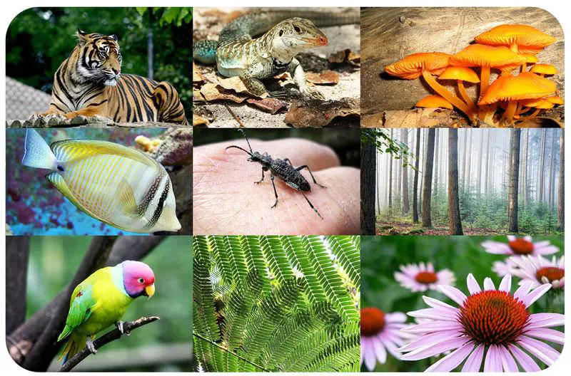 A series of images depicting various conservation strategies for preserving biodiversity