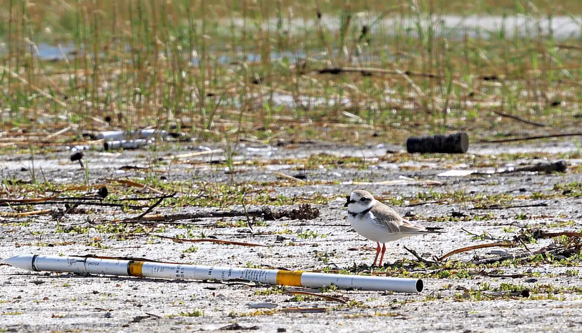 Scattered rocket debris in Boca Chica wildlife area with a Piping Plover in the foreground