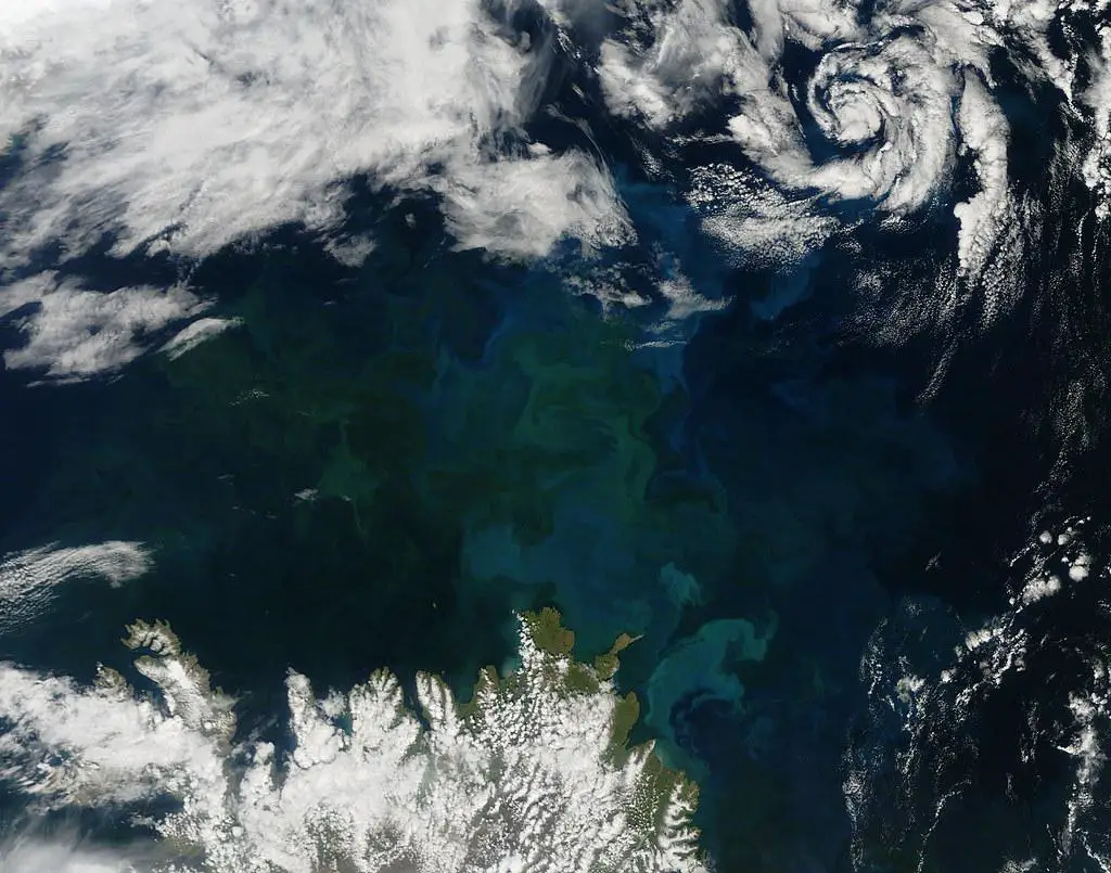 A satellite image of the ocean, with colors indicating the presence and concentration of phytoplankton, used by scientists to monitor marine ecosystem health and study the effects of climate change on the oceans.